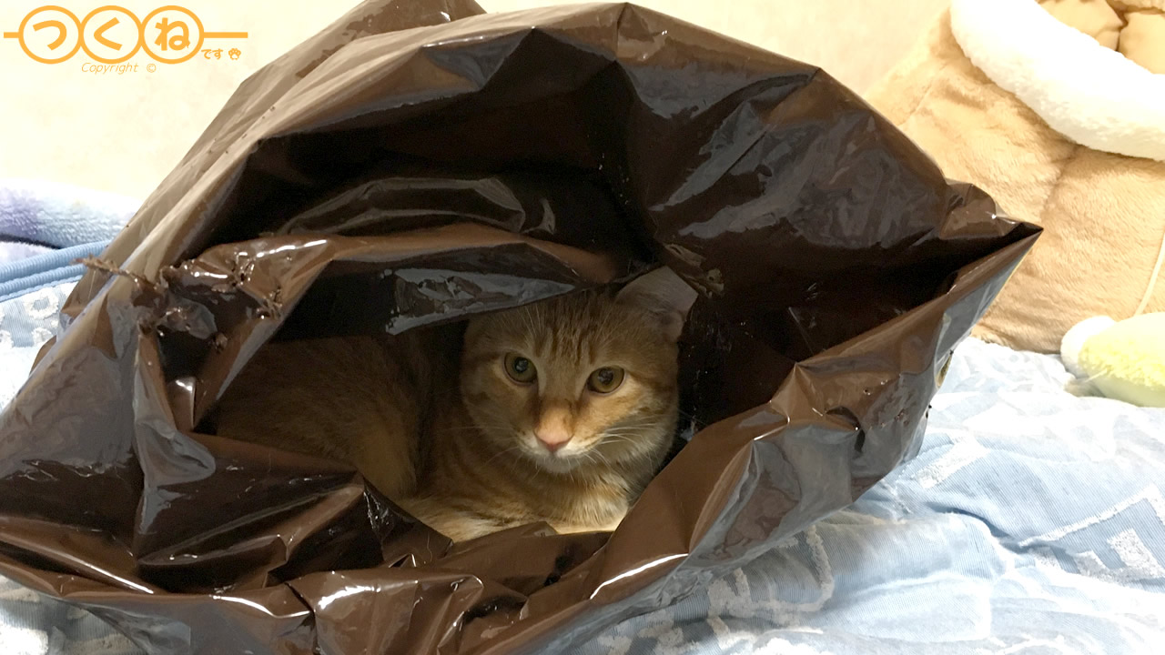 ビニール袋でまったりする猫