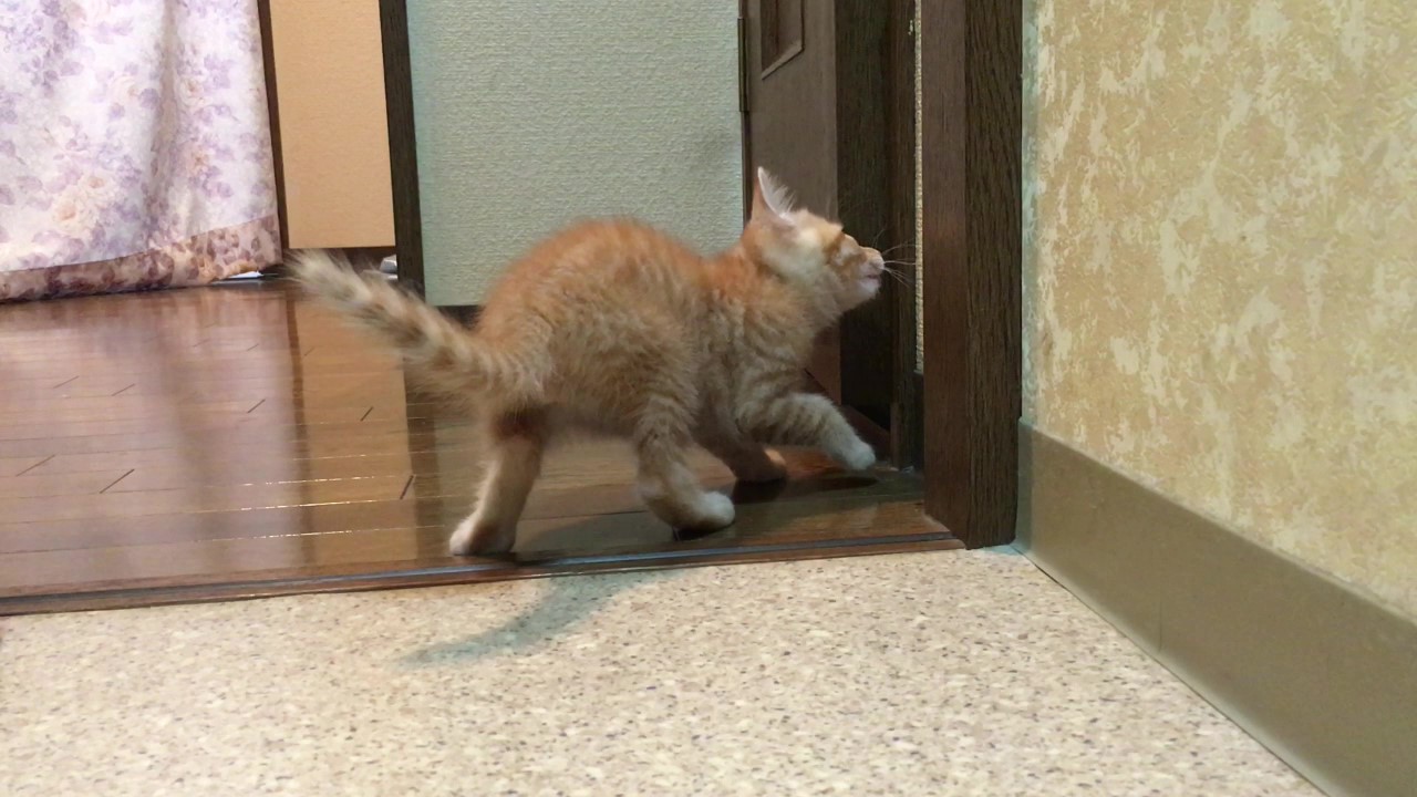 トイレに入りたがる子猫