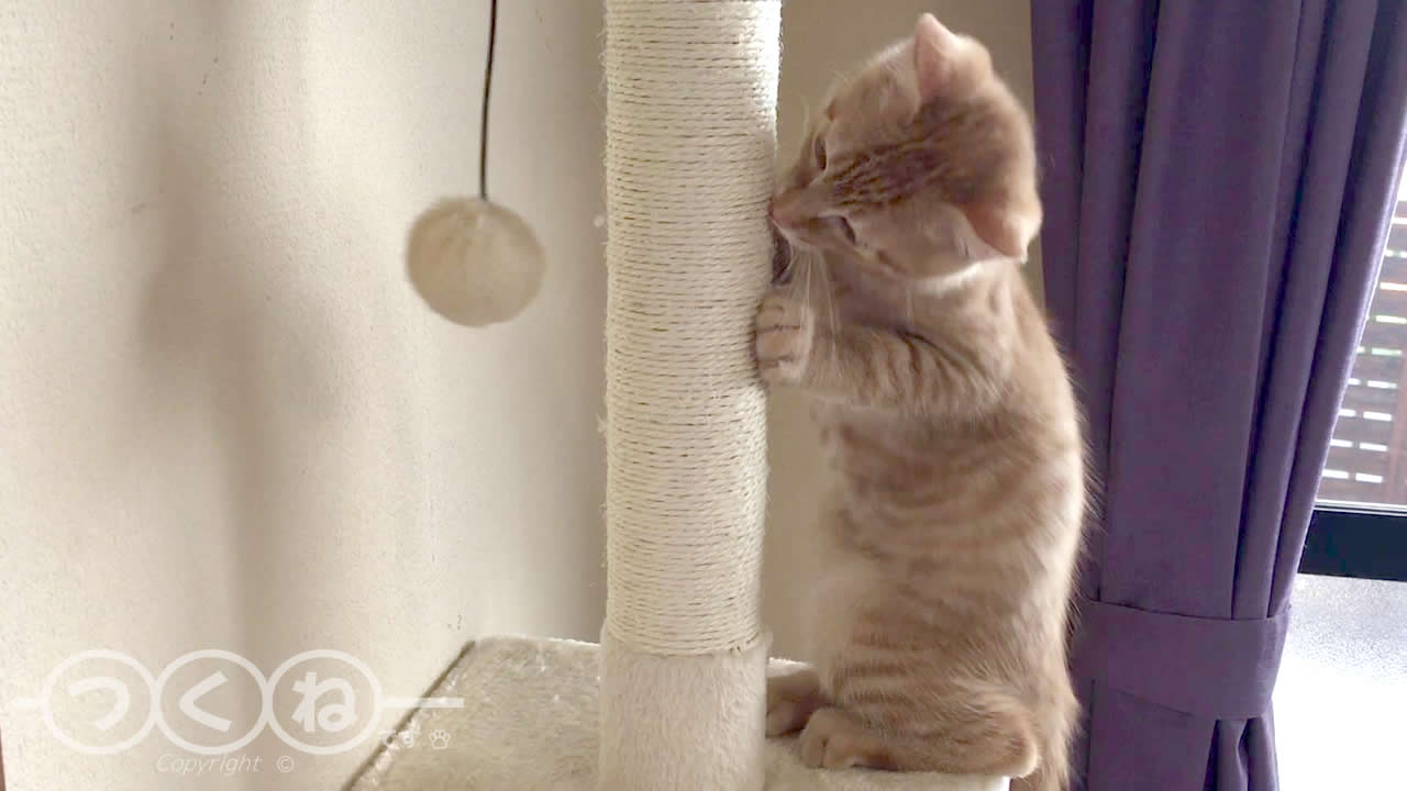 子猫がキャットタワーで遊ぶ