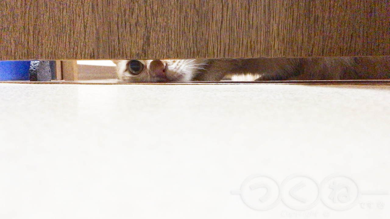 ドアの下から覗いている猫