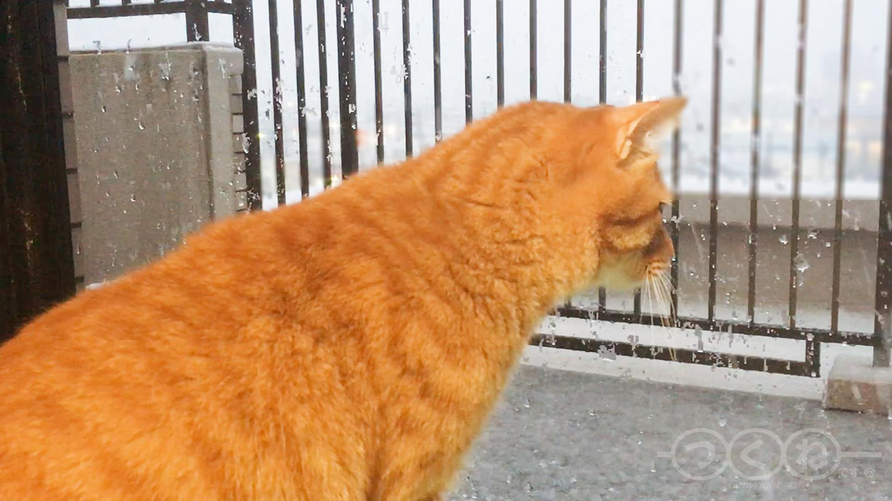 はじめて雪を見た猫
